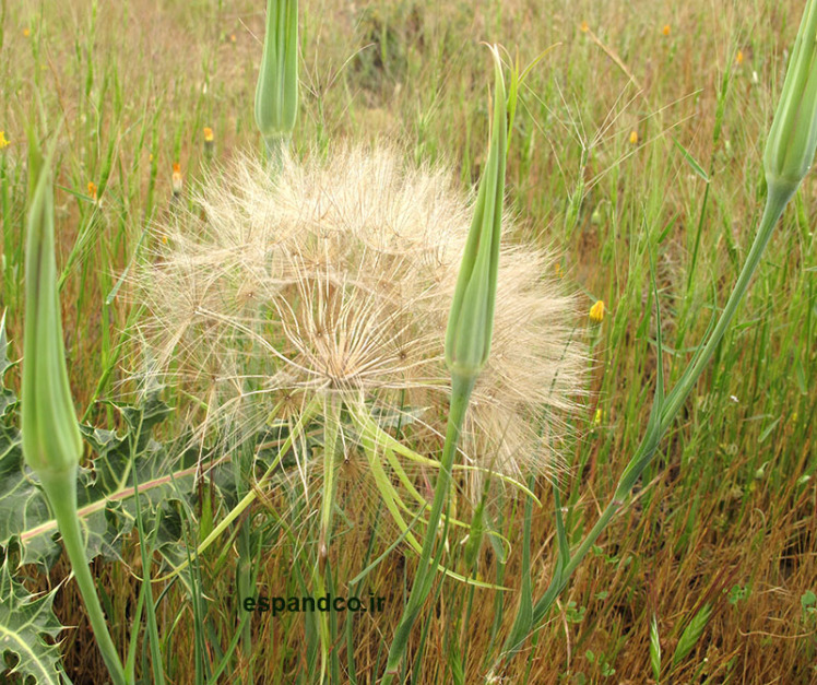 Tragopogon longirostris